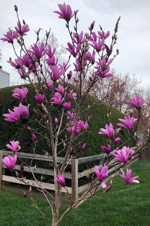 Ann Magnolia Tulip Tree - 3 Gallon Pot 4 Ann Magnolia Tulip Tree - 3 Gallon Pot - Image 4