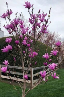 Ann Magnolia Tulip Tree - 5 Gallon Pot 12 Ann Magnolia Tulip Tree - 5 Gallon Pot -Wilson Bros Gardens magnolia ann tulip tree 100 3