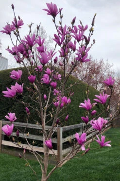 Ann Magnolia Tulip Tree - 3 Gallon Pot -Wilson Bros Gardens magnolia ann tulip tree 100 5