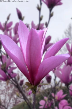 Ann Magnolia Tulip Tree - 7 Gallon Pot