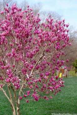 Ann Magnolia Tulip Tree - 2 Gallon Pot -Wilson Bros Gardens magnolia ann tulip tree 105 4