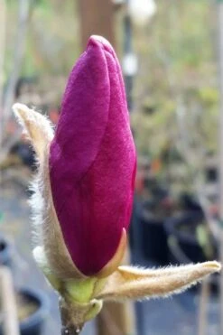 Betty Magnolia Tulip Tree - 3 Gallon Pot 14 Betty Magnolia Tulip Tree - 3 Gallon Pot -Wilson Bros Gardens magnolia betty 21 2