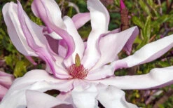 Betty Magnolia Tulip Tree - 3 Gallon Pot -Wilson Bros Gardens magnolia betty 23 1