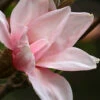 Blushing Belle Magnolia (Tulip Tree) - 7 Gallon Pot