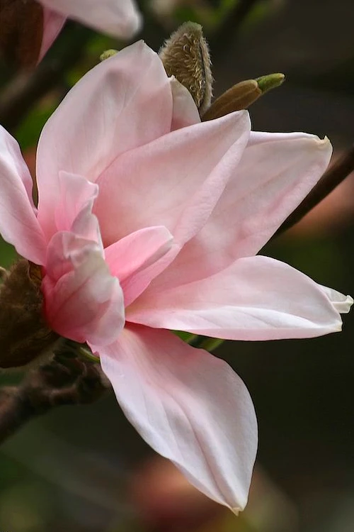 Blushing Belle Magnolia (Tulip Tree) - 7 Gallon Pot 1 Blushing Belle Magnolia (Tulip Tree) - 7 Gallon Pot