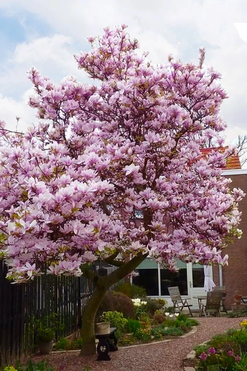 Blushing Belle Magnolia (Tulip Tree) - 7 Gallon Pot 5 Blushing Belle Magnolia (Tulip Tree) - 7 Gallon Pot - Image 5