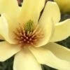 Butterflies Yellow Magnolia (Tulip Tree) - 1 Gallon Pot
