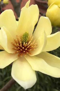 Butterflies Yellow Magnolia (Tulip Tree) - 7 Gallon Pot (4-5')