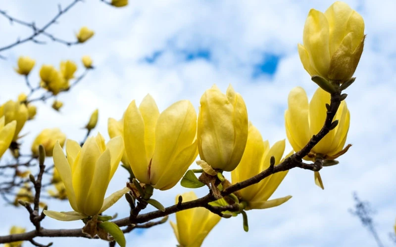 Butterflies Yellow Magnolia (Tulip Tree) - 1 Gallon Pot 8 Butterflies Yellow Magnolia (Tulip Tree) - 1 Gallon Pot - Image 8