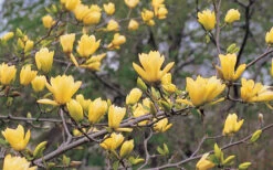Butterflies Yellow Magnolia (Tulip Tree) - 5 Gallon Pot (4-5') 14 Butterflies Yellow Magnolia (Tulip Tree) - 5 Gallon Pot (4-5') -Wilson Bros Gardens magnolia butterflies yellow tulip tree 3 4