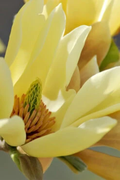 Butterflies Yellow Magnolia (Tulip Tree) - 5 Gallon Pot (4-5') 13 Butterflies Yellow Magnolia (Tulip Tree) - 5 Gallon Pot (4-5') -Wilson Bros Gardens magnolia butterflies yellow tulip tree 5 4