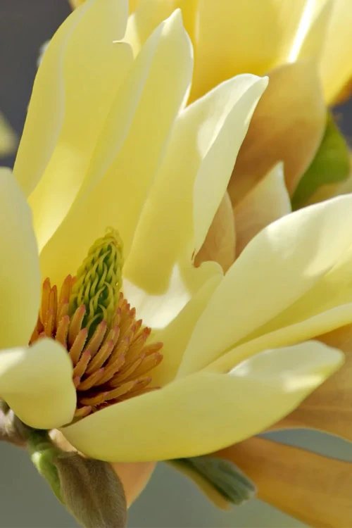 Butterflies Yellow Magnolia (Tulip Tree) - 5 Gallon Pot (4-5') 6 Butterflies Yellow Magnolia (Tulip Tree) - 5 Gallon Pot (4-5') - Image 6