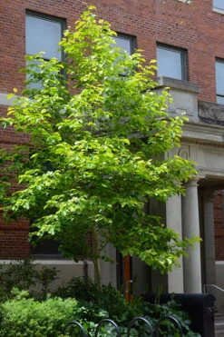 Butterflies Yellow Magnolia (Tulip Tree) - 3 Gallon Pot -Wilson Bros Gardens magnolia butterflies yellow tulip tree 7