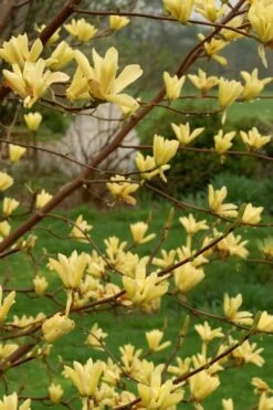 Butterflies Yellow Magnolia (Tulip Tree) - 1 Gallon Pot 11 Butterflies Yellow Magnolia (Tulip Tree) - 1 Gallon Pot -Wilson Bros Gardens magnolia butterflies yellow tulip tree 8 1