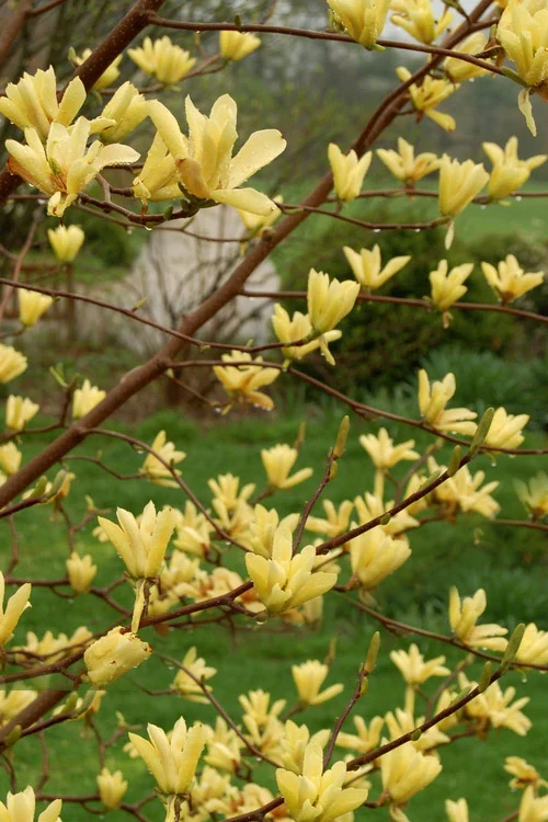 Butterflies Yellow Magnolia (Tulip Tree) - 5 Gallon Pot (4-5') 4 Butterflies Yellow Magnolia (Tulip Tree) - 5 Gallon Pot (4-5') - Image 4