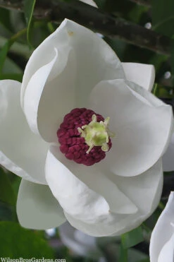 Charles Coates Magnolia - 3 Gallon Pot