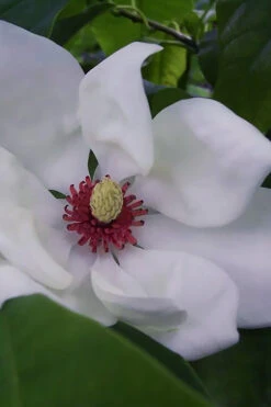 Charles Coates Magnolia - 3 Gallon Pot -Wilson Bros Gardens magnolia charles coates 5
