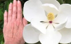 Edith Bogue Cold Hardy Evergreen Magnolia - 3 Gallon Pot (2-3') -Wilson Bros Gardens magnolia edith bogue 3 2