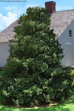 Edith Bogue Cold Hardy Evergreen Magnolia - 7 Gallon Pot (4-5') -Wilson Bros Gardens magnolia edith bogue 4 3