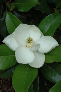 Edith Bogue Cold Hardy Evergreen Magnolia - 3 Gallon Pot (2-3') -Wilson Bros Gardens magnolia edith bogue 5 2