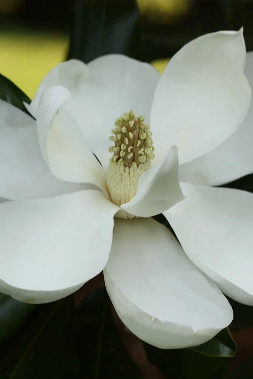 Edith Bogue Cold Hardy Evergreen Magnolia - 1 Gallon Pot 1 Edith Bogue Cold Hardy Evergreen Magnolia - 1 Gallon Pot