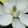 Edith Bogue Cold Hardy Evergreen Magnolia - 3 Gallon Pot (4-5')