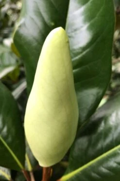 Edith Bogue Cold Hardy Evergreen Magnolia - 3 Gallon Pot (2-3') -Wilson Bros Gardens magnolia edith bogue bud 1 2