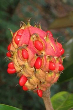 Edith Bogue Cold Hardy Evergreen Magnolia - 3 Gallon Pot (2-3') -Wilson Bros Gardens magnolia edith bogue fruit 1 3