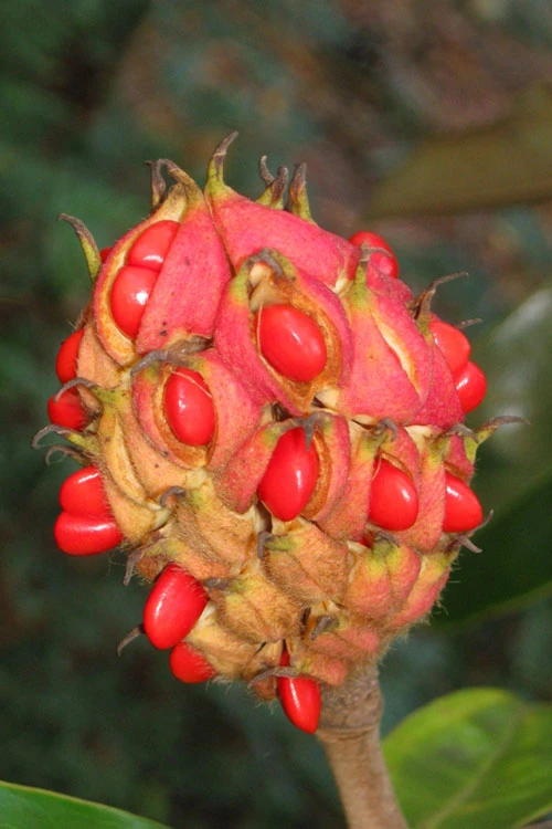 Edith Bogue Cold Hardy Evergreen Magnolia - 1 Gallon Pot 8 Edith Bogue Cold Hardy Evergreen Magnolia - 1 Gallon Pot - Image 8