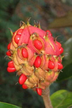 Victoria Cold Hardy Evergreen Magnolia - 7 Gallon Pot (5-6') -Wilson Bros Gardens magnolia edith bogue fruit 1 9