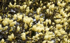 Elizabeth Magnolia (Tulip Tree) - 5 Gallon Pot (4-5') -Wilson Bros Gardens magnolia elizabeth 15 2