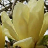 Elizabeth Magnolia (Tulip Tree) - 5 Gallon Pot (4-5')