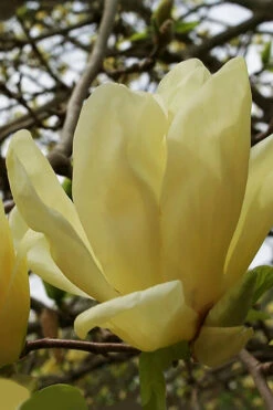 Elizabeth Magnolia (Tulip Tree) - 5 Gallon Pot (4-5')