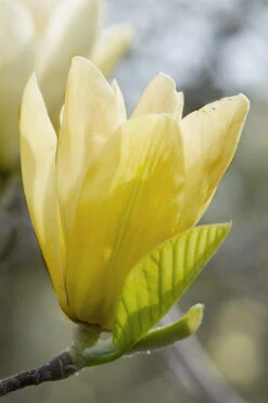 Elizabeth Magnolia (Tulip Tree) - 5 Gallon Pot (4-5') -Wilson Bros Gardens magnolia elizabeth 2 2