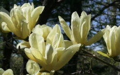 Elizabeth Magnolia (Tulip Tree) - 5 Gallon Pot (4-5') -Wilson Bros Gardens magnolia elizabeth 4 2