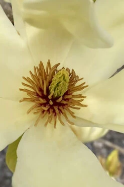 Elizabeth Magnolia (Tulip Tree) - 5 Gallon Pot (4-5') -Wilson Bros Gardens magnolia elizabeth 6 2