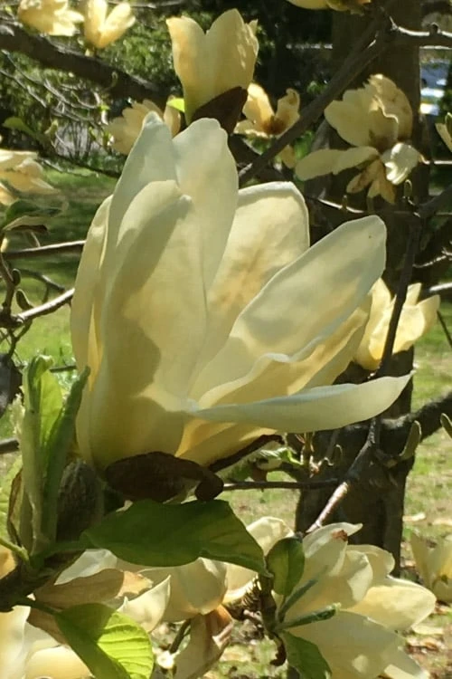 Elizabeth Magnolia (Tulip Tree) - 5 Gallon Pot 10 Elizabeth Magnolia (Tulip Tree) - 5 Gallon Pot - Image 10