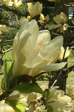 Elizabeth Magnolia (Tulip Tree) - 5 Gallon Pot (5-6') -Wilson Bros Gardens magnolia elizabeth 8
