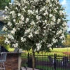 Eternal Spring Magnolia (Single Trunk Tree Form) - 7 Gallon Pot