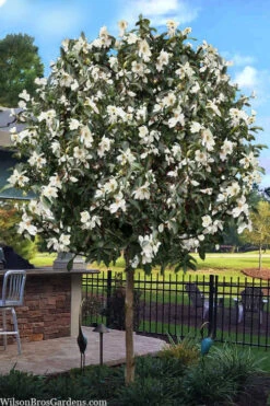 Eternal Spring Magnolia (Single Trunk Tree Form) - 7 Gallon Pot