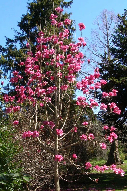 Felix Jury Magnolia (Tulip Tree) - 3 Gallon Pot 5 Felix Jury Magnolia (Tulip Tree) - 3 Gallon Pot - Image 5