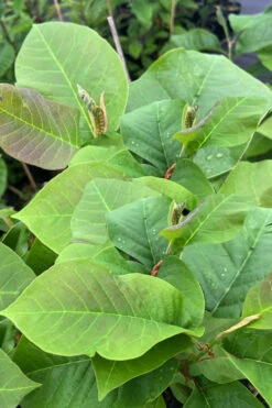 Felix Jury Magnolia (Tulip Tree) - 3 Gallon Pot 14 Felix Jury Magnolia (Tulip Tree) - 3 Gallon Pot -Wilson Bros Gardens magnolia felix jury 14