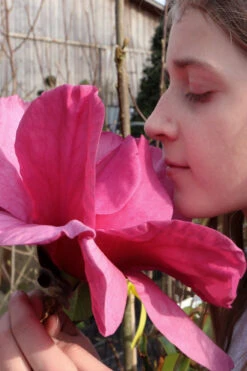 Felix Jury Magnolia (Tulip Tree) - 3 Gallon Pot 11 Felix Jury Magnolia (Tulip Tree) - 3 Gallon Pot -Wilson Bros Gardens magnolia felix jury 5