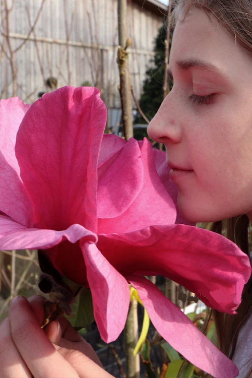 Felix Jury Magnolia (Tulip Tree) - 3 Gallon Pot 4 Felix Jury Magnolia (Tulip Tree) - 3 Gallon Pot - Image 4