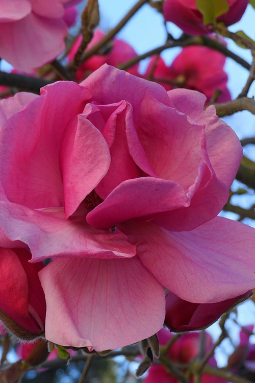 Felix Jury Magnolia (Tulip Tree) - 3 Gallon Pot 6 Felix Jury Magnolia (Tulip Tree) - 3 Gallon Pot - Image 6