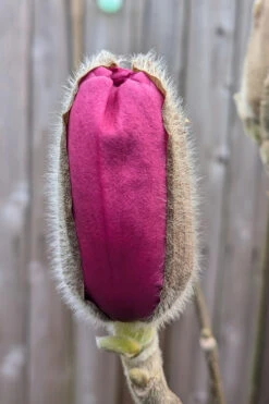 Felix Jury Magnolia (Tulip Tree) - 3 Gallon Pot 15 Felix Jury Magnolia (Tulip Tree) - 3 Gallon Pot -Wilson Bros Gardens magnolia felix jury 8