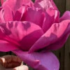 Felix Jury Magnolia (Tulip Tree) - 3 Gallon Pot