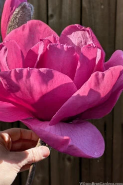 Felix Jury Magnolia (Tulip Tree) - 3 Gallon Pot