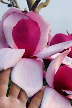 Frank's Masterpiece Magnolia (Tulip Tree) - 5 Gallon Pot