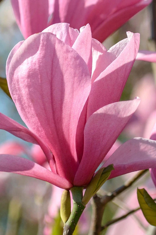 Galaxy Magnolia (Tulip Tree) - 7 Gallon Pot (6') 4 Galaxy Magnolia (Tulip Tree) - 7 Gallon Pot (6') - Image 4